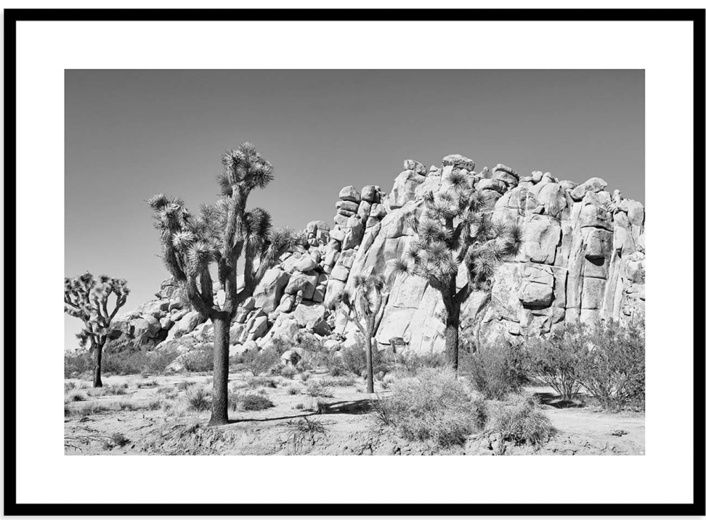 Joshua Tree