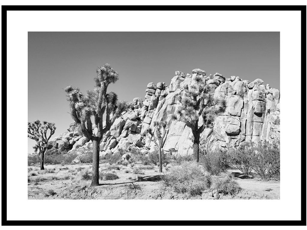 Joshua Tree